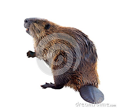 Beaver Stock Photo