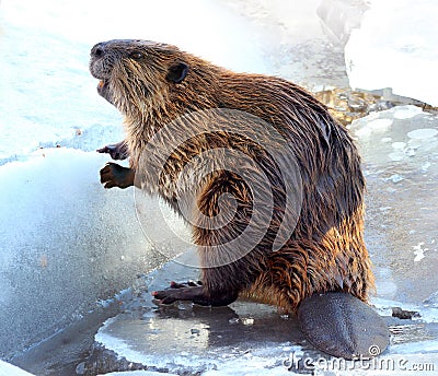 Beaver Stock Photo