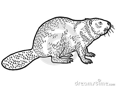 Beaver rodent mammal. Scratch board imitation. Black and white hand drawn image. Engraving vector Vector Illustration