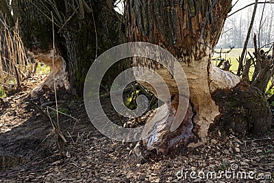 Beaver's work Stock Photo