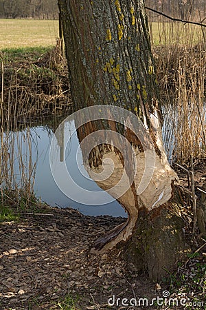 Beaver's work Stock Photo