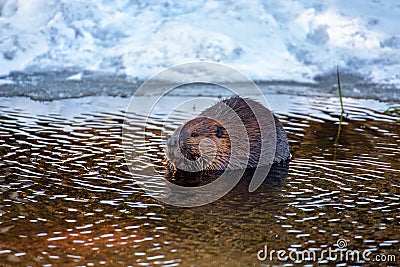 A Beaver snacking on a stick in water Stock Photo