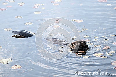 Beaver Stock Photos. Head close-up profile view. Lily pads background and foreground. Image. Picture. Portrait. North American Stock Photo