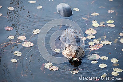 Beaver Stock Photos. Head close-up profile view. Lily pads background and foreground. Image. Picture. Portrait. North American Stock Photo