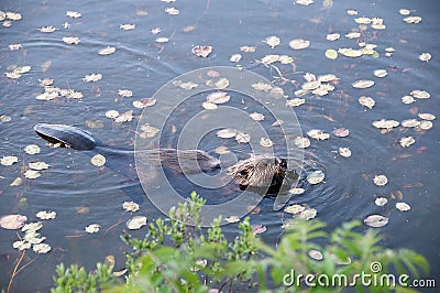 Beaver Stock Photos. Head close-up profile view. Lily pads background and foreground. Image. Picture. Portrait. North American Stock Photo