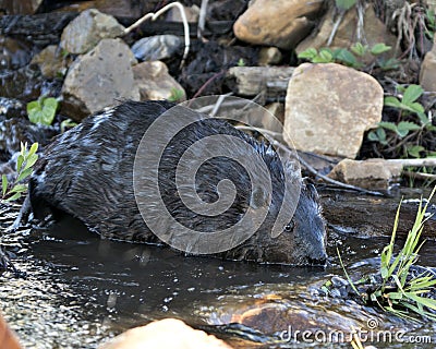 Beaver Stock Photos. Image. Picture. Portrait. Building dam. Beaver wet fur. Muddy beaver. Working beaver. Rock and foliage Stock Photo