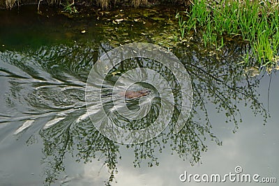 A beaver swims along the Wuhle River in the spring. Berlin, Germany Stock Photo