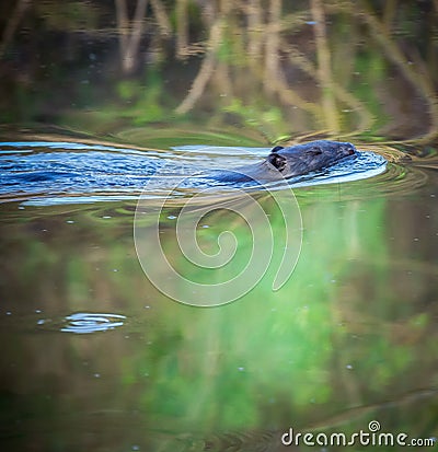 beaver swims on the river Stock Photo