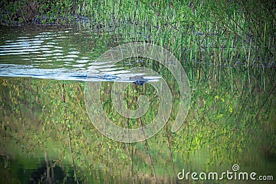 beaver swims on the river Stock Photo