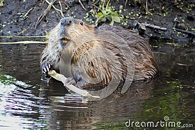 Beaver in the Tetons Stock Photo