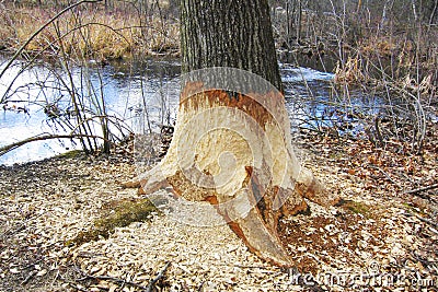 Beaver tree damage Stock Photo