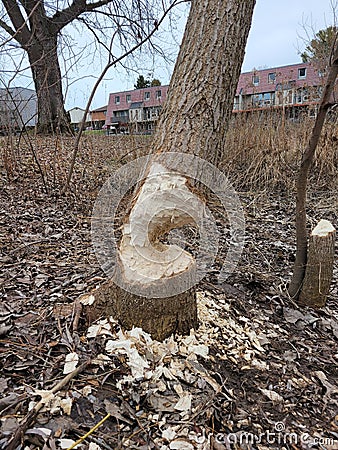 Beaver Tree Damage Stock Photo