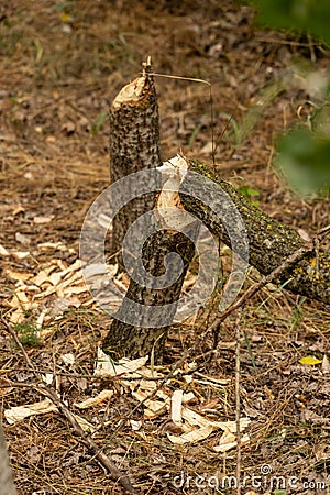 Beaver tree damage Stock Photo