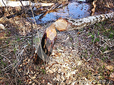 Beaver tree damage Stock Photo