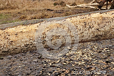 Beaver tree. Trunk felled and twinged by European beaver, Castor fiber, close to the water. Evidence of beaver`s activity. Stock Photo