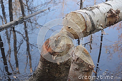 Beaver tree water reflection Stock Photo