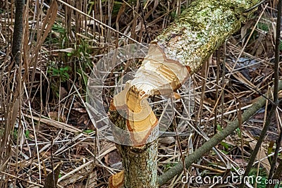 Beaver trees. Tree trunk gnawed, chewed, destroyed, carved, fallen, broken by European beaver Stock Photo
