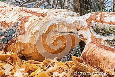 Beaver trees. Tree trunk gnawed, chewed, destroyed, carved, fallen, broken by European beaver Stock Photo