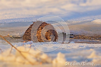 Beaver walking on the ice at cold and sunny winter day Stock Photo