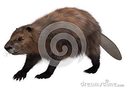 Beaver on White Stock Photo