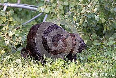 Beaver in woods Stock Photo