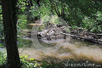 Beaver& x27;s lodge, beaver, beaver dam, dam Lauter in Alsace, France Stock Photo