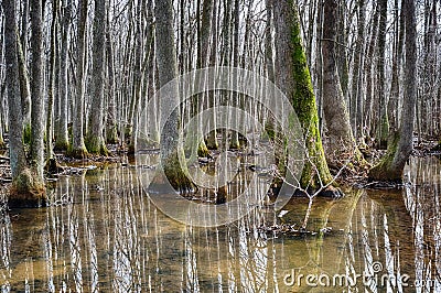 Beaverdam Creek tupelo swamp Stock Photo