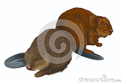 Beavers Stock Photo