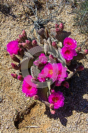 Beavertail Cactus Spring Bloom Stock Photo