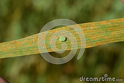 Bed bug eggs on leaf Stock Photo