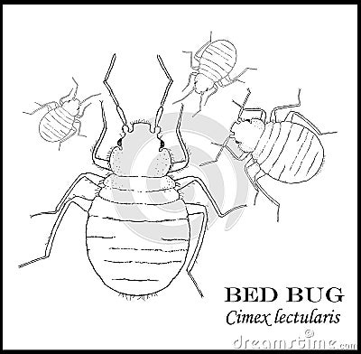 Bed Bug Illustrated Poster Stock Photo