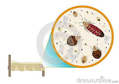 Bed Bugs Zoom In Vector Stock Photo