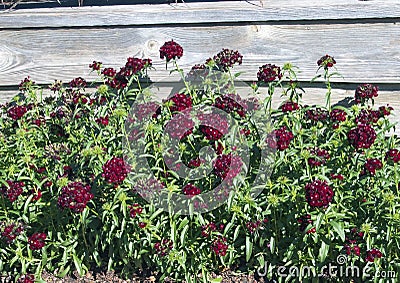 Bed of Dianthus Sweet Black Cherry Stock Photo