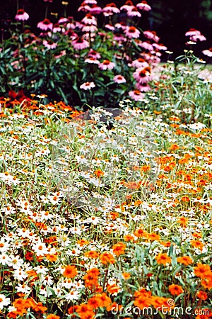 Bed of Flowers 2 Stock Photo