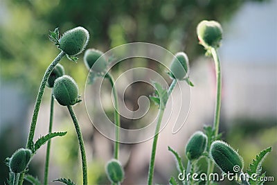 The bone garden poppy blur Stock Photo