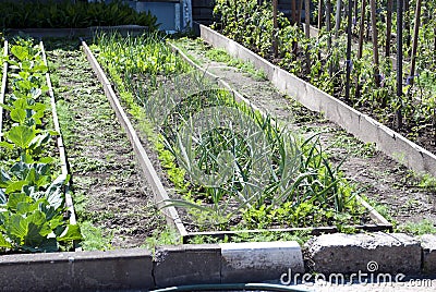 Bed of green onions. Spring garden plants - garlic, onion. Cultivation of onions in garden in the village in country Stock Photo