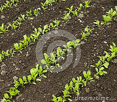 Bed of lettuce Stock Photo