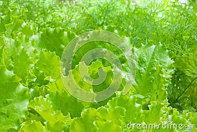 Bed of lettuce Stock Photo