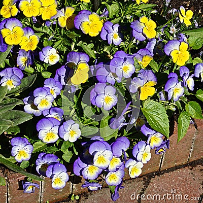 A bed of pansies in bright sunlight Stock Photo