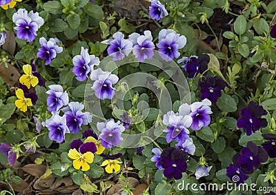 A bed of pansies in various colors Stock Photo