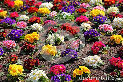 Colorful flowerbed of Primula vulgaris Stock Photo