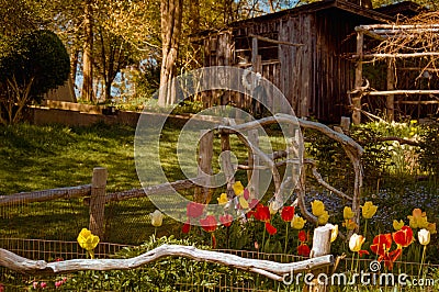 Bed of red and yellow tulips Editorial Stock Photo