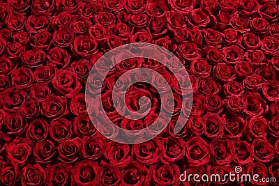 Bed of roses Stock Photo