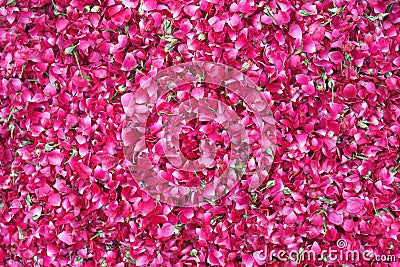 Bed of roses Stock Photo