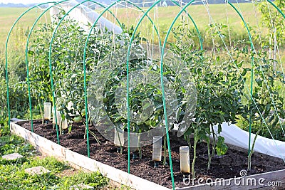 Bed with Unripe Green Tomatoes Stock Photo