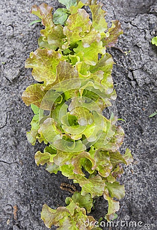 Bed of young lettuce Stock Photo