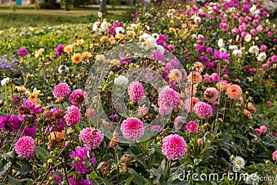 Bed of Zinnia elegans common zinnia Stock Photo