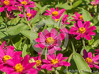 Bed of zinnia Stock Photo