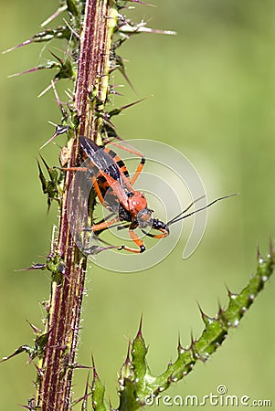 Bedbug Stock Photo