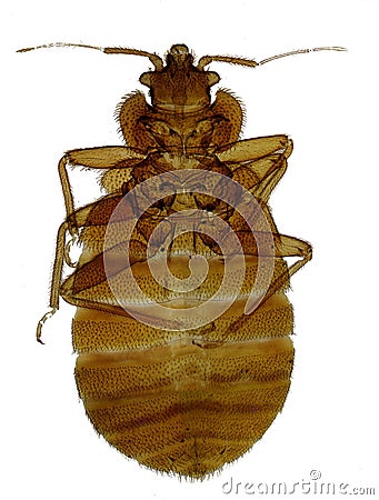 Bedbug Stock Photo